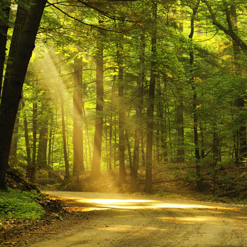 green woods and sunlight coming through the branches